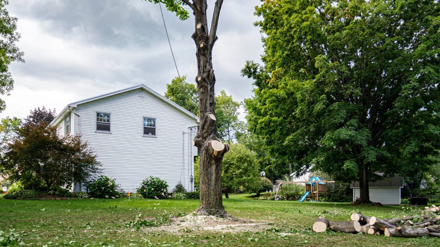 Tree Removal