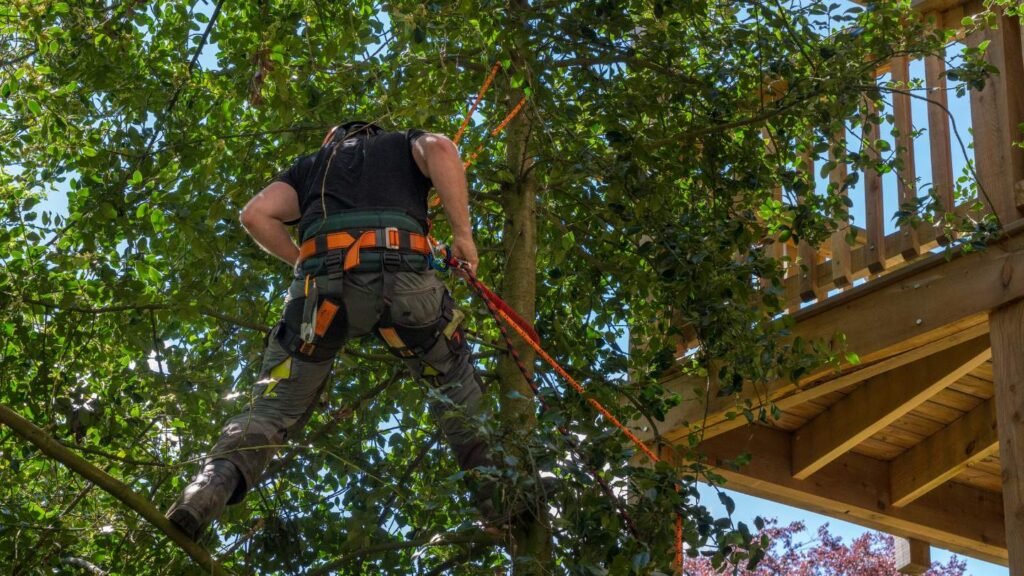 Tree Trimming And Pruning